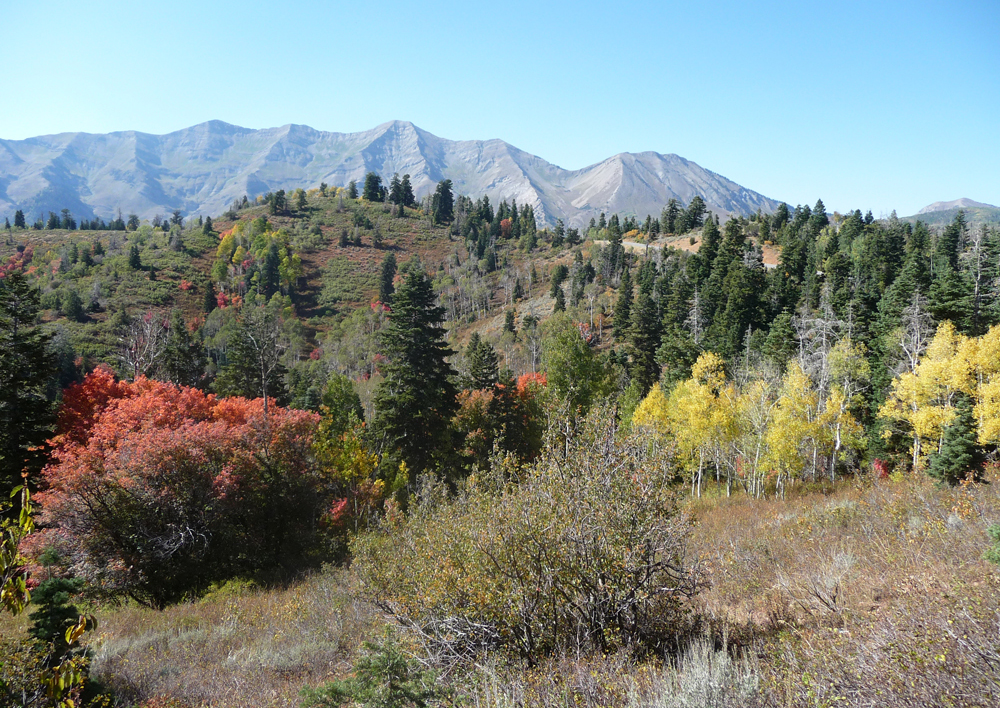 Fall foliage Utah