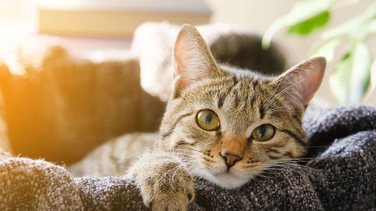 What research says about cats: they're selfish, unfeeling