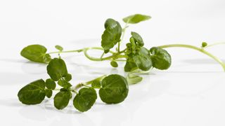 Watercress