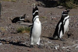 magellanic-penguin-100910-02