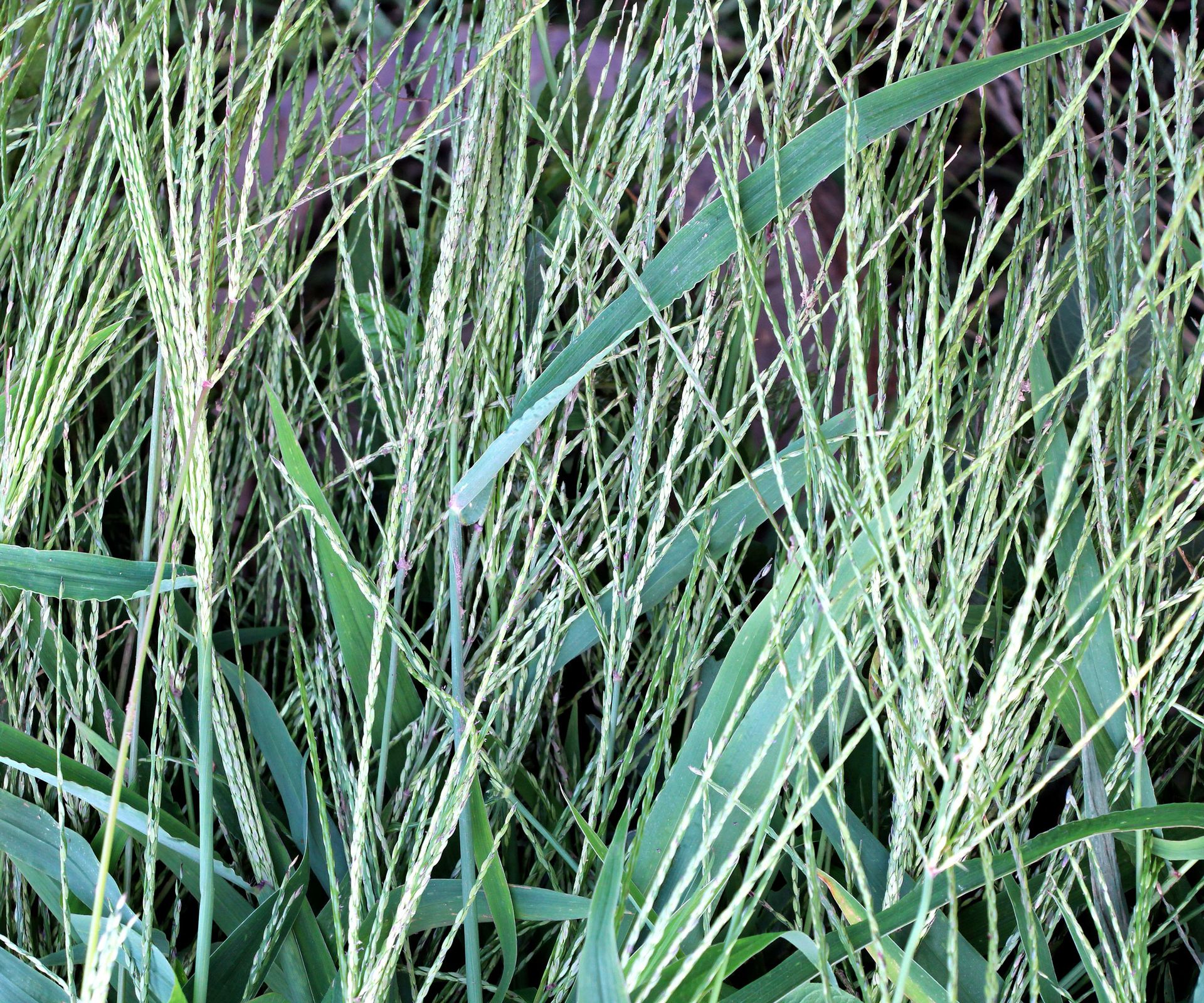 fonio plant with long silver grain strands