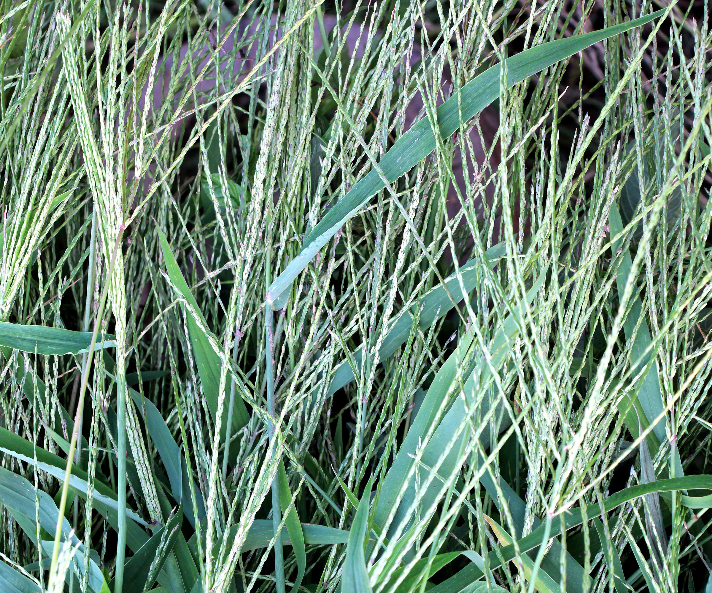 fonio plant with long silver grain strands