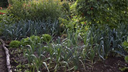 Onions growing in a vegetable patch with other crops