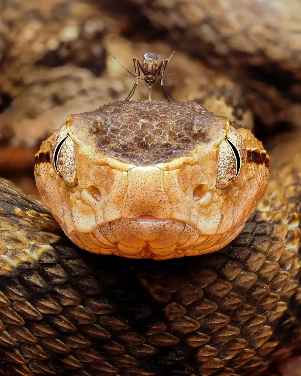 A photo of a snake and mosquito.
