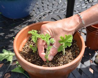 Potting up geranium cuttings in a clay pot of gritty compost