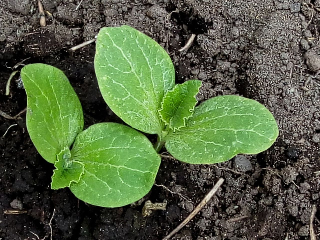 Pumpkin Plant Leaves In The Garden