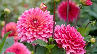 pink dahlia flowers