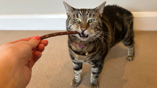 Nala eating one of the best cat treats