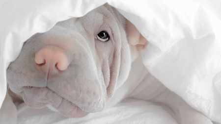 An adorable puppy hides under a sheet as if scared to come out.