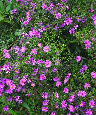 butterfly garden Symphyotrichum ‘Prairie Purple’ flowering in summer display
