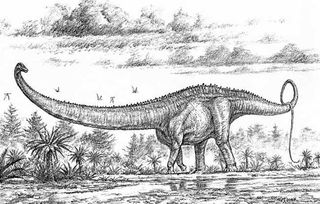 An artist's interpretation of how the Barosaurus looked when alive about 150 million years ago. Scientists recently pieced together the nearly complete Barosaurus skeleton from bones scattered in museum drawers.