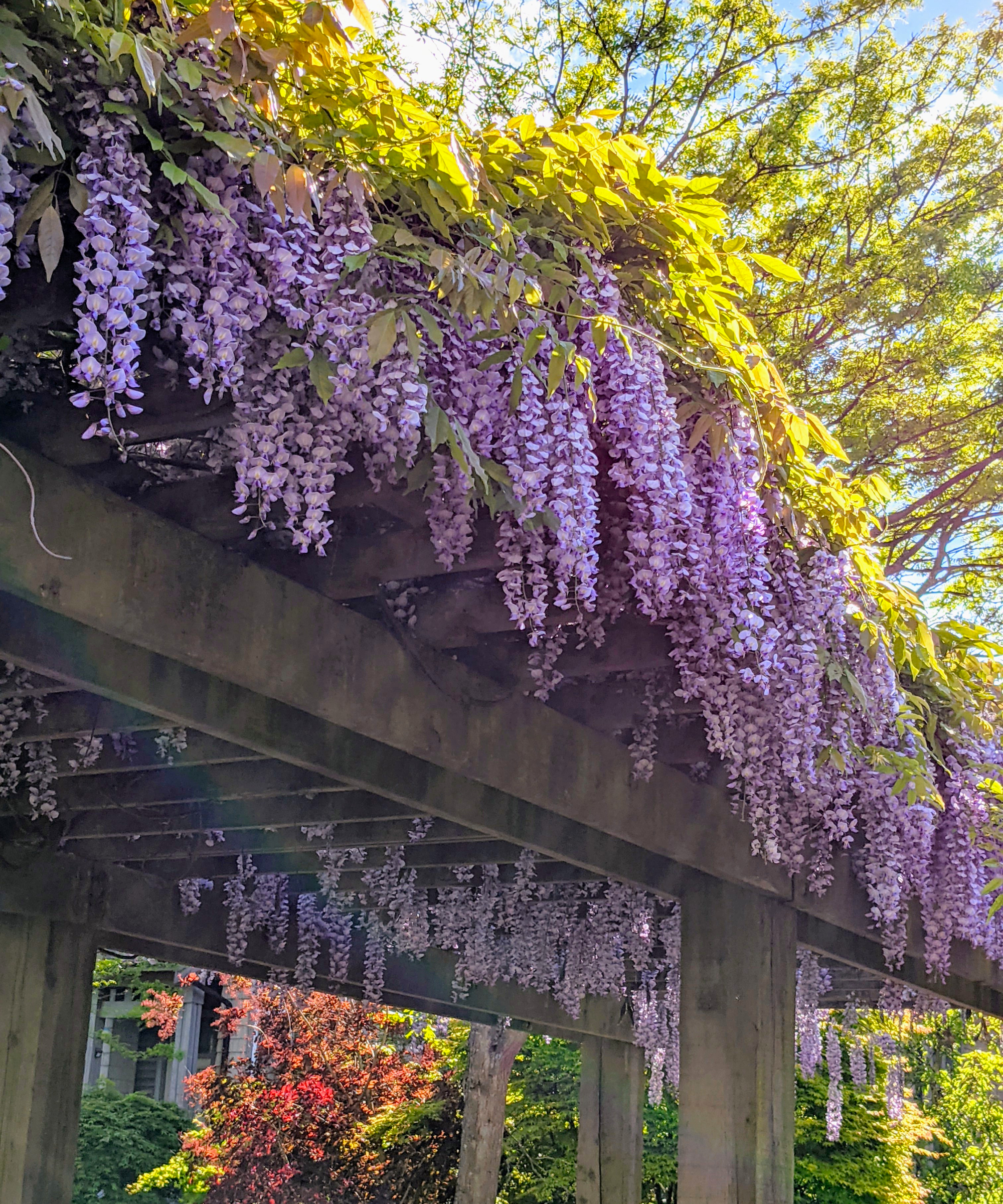 wisteria on a pergola