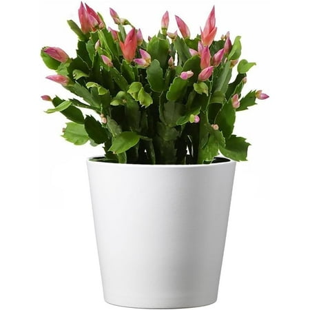 American Plant Exchange Christmas Cactus Live Flowering Plant in 6" Pot With Cover, Easy Care Houseplant, Festive Holiday Gift