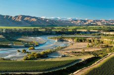 Brancott estate Chosen rows