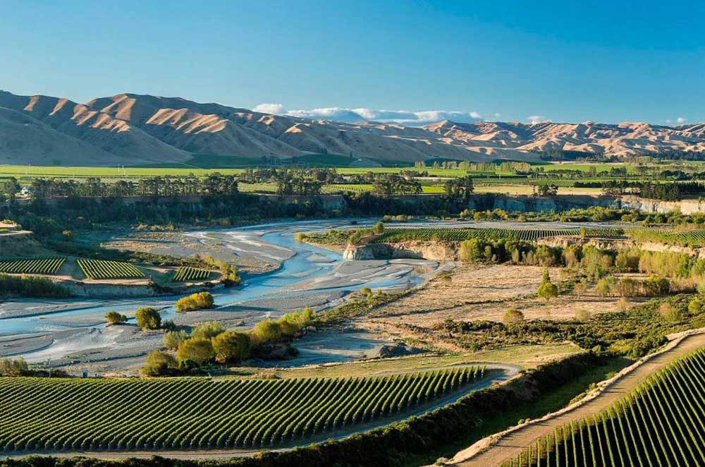 Brancott estate Chosen rows