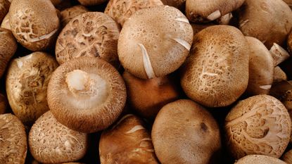 shiitake fungi harvested from knowing how to grow mushrooms