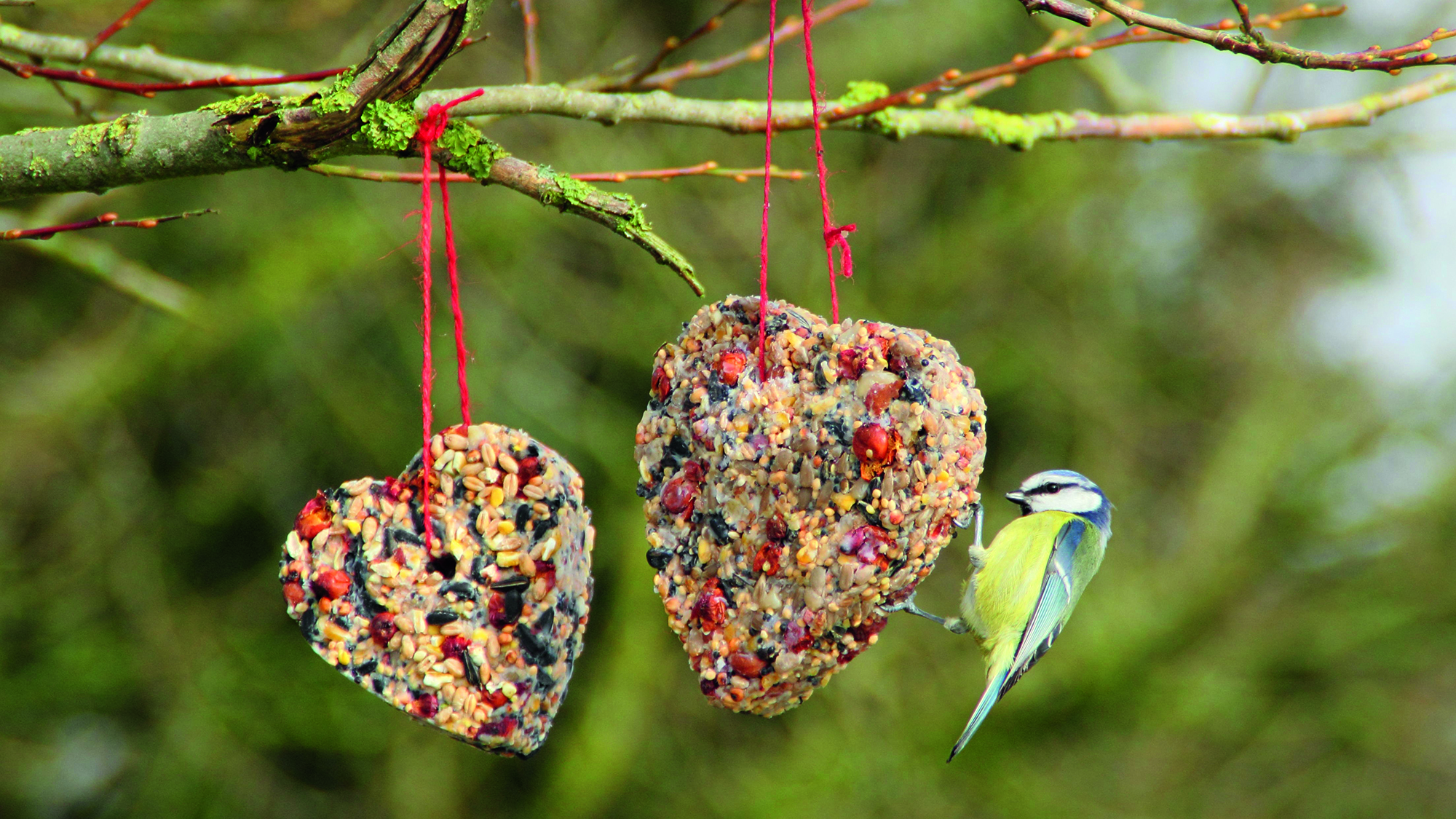 Blue tit feeds at a homemade heart-shaped bird feeder packed with fat, seeds, and berries in winter