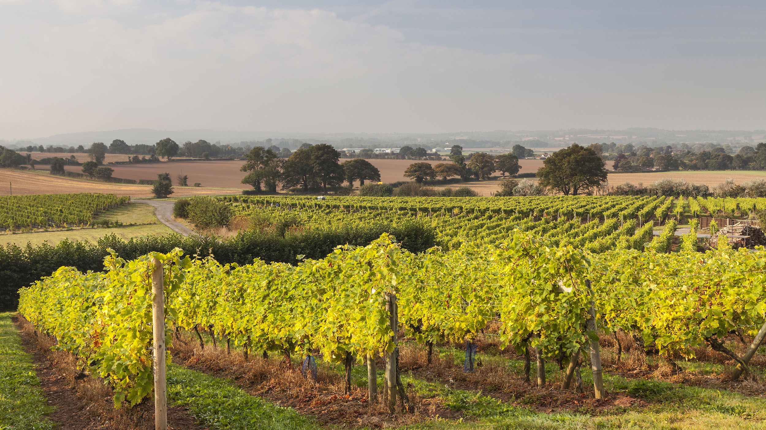 A vineyard at Halfpenny Green in Shropshire, England.