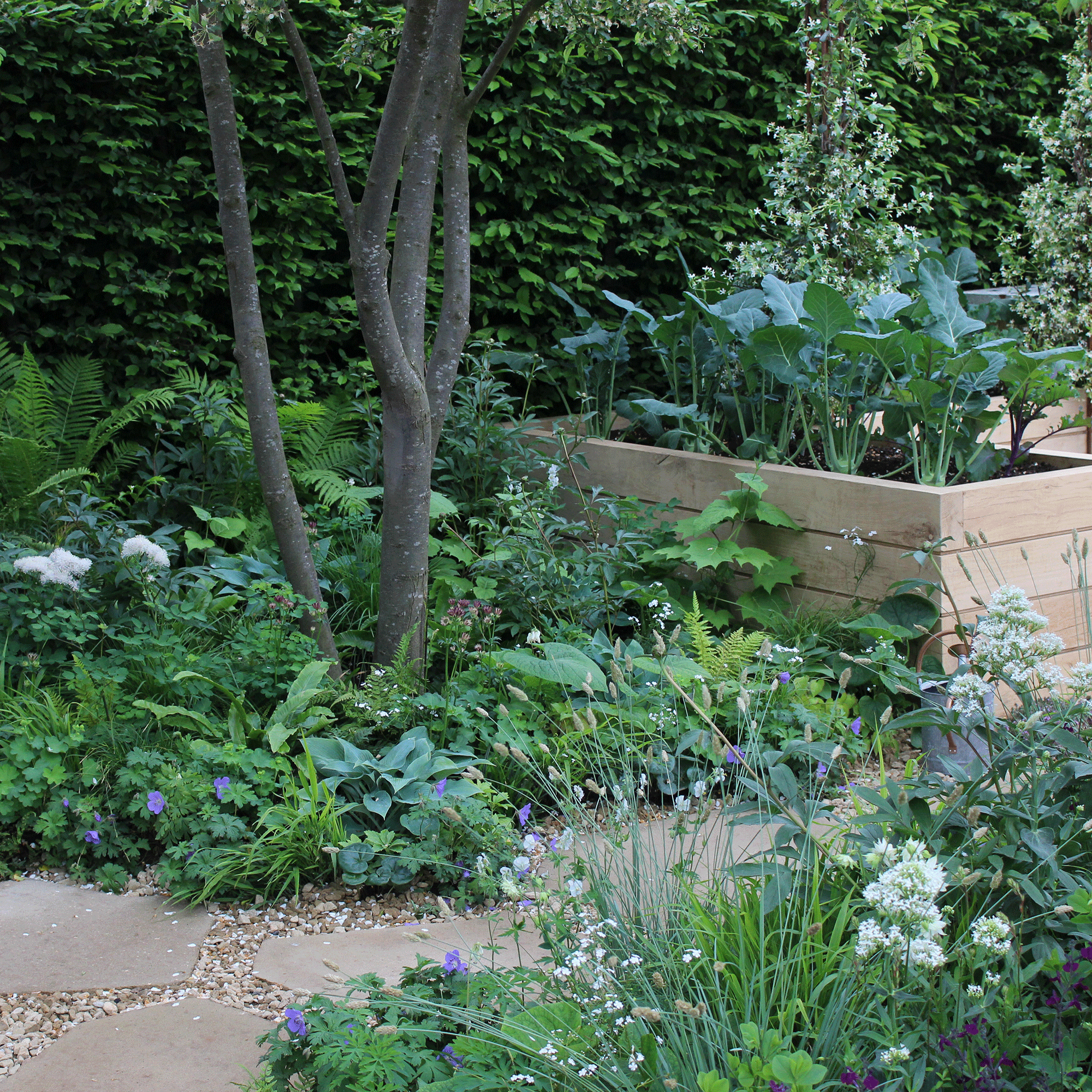 Small garden with green planting and trees