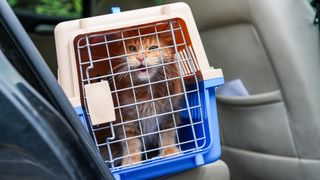 Cat in carrier