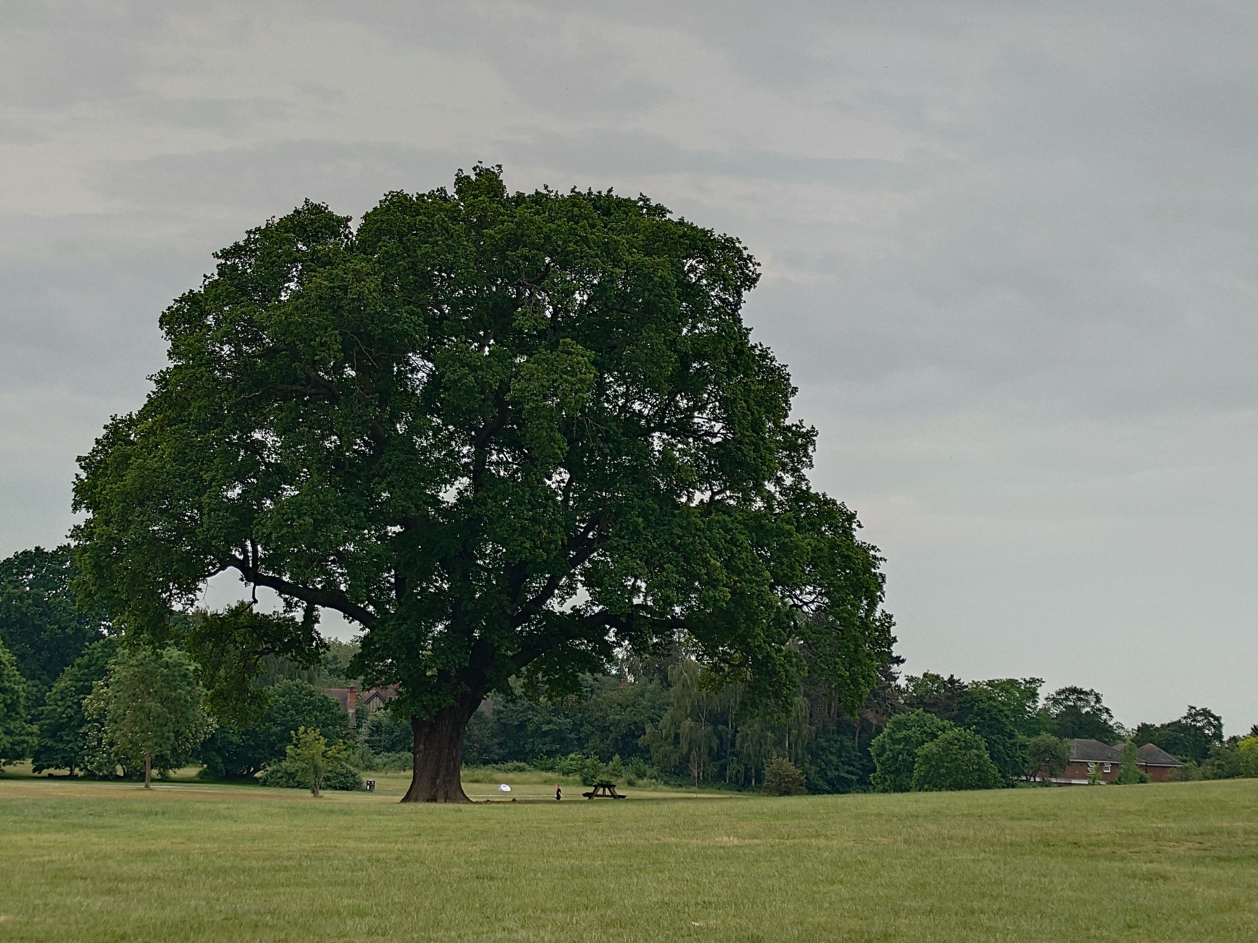 A Sony Xperia 1 V camera sample