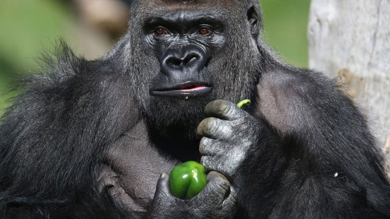 Gorilla