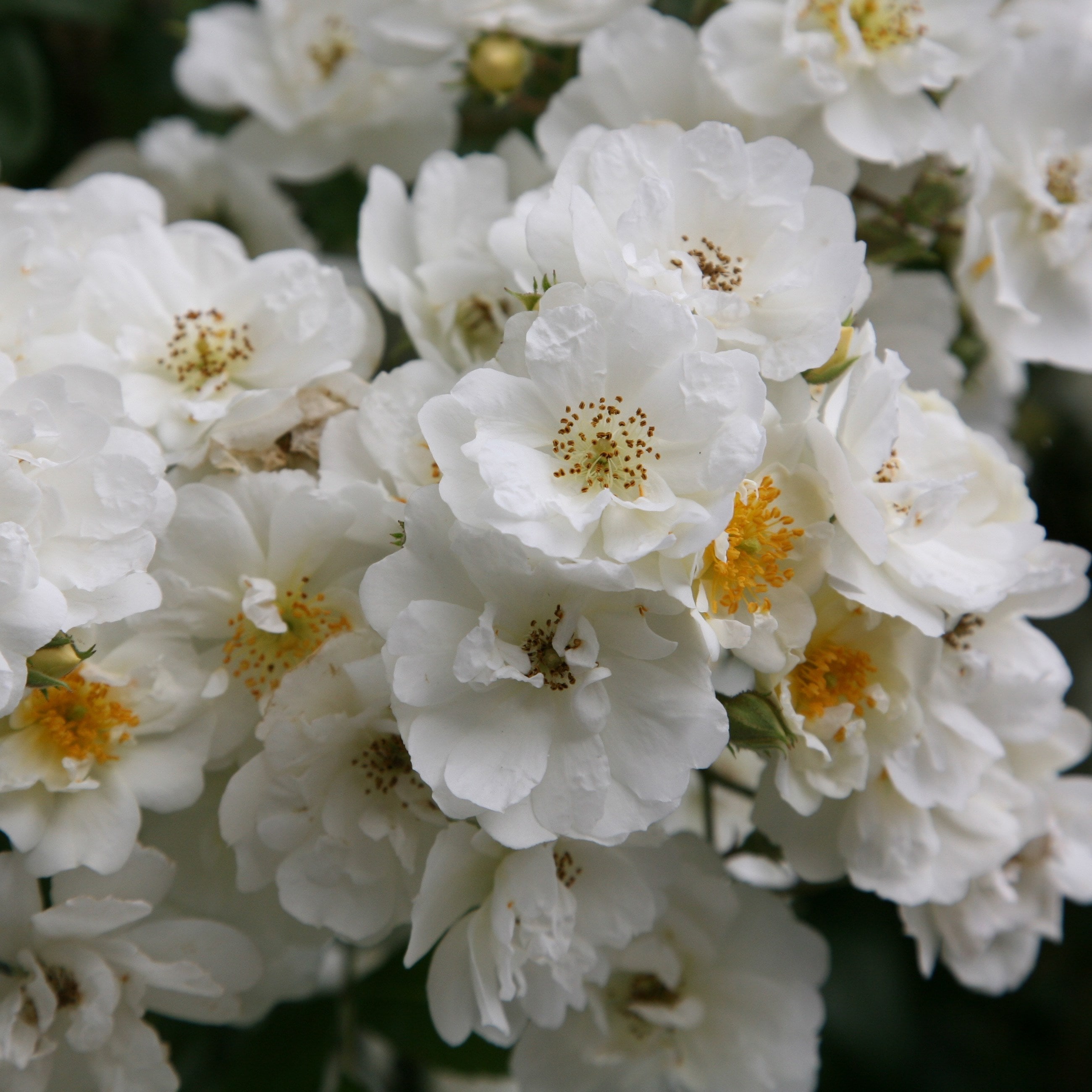Rosa Rambling Rector | Rambling Rose