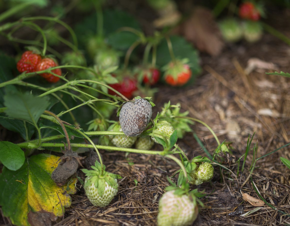 Controlling Strawberry Botrytis Rot: How To Get Rid Of Gray Mold On  Strawberries