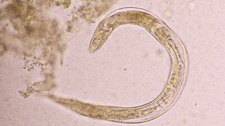 Image of Strongyloides stercoralis, a type of roundworm, as seen under a microscope.