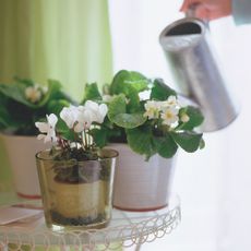 Group of pots indoors filled with primroses and cyclamen