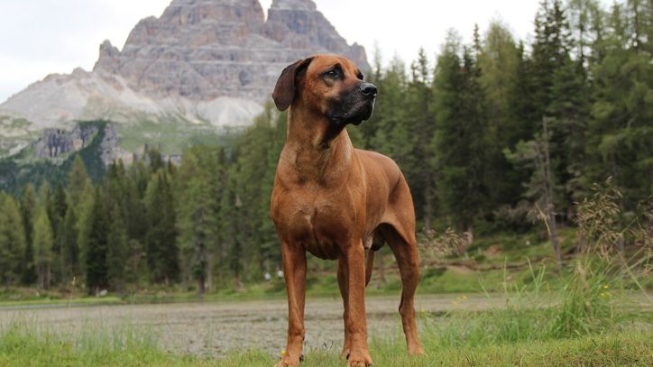 Rhodesian Ridgeback