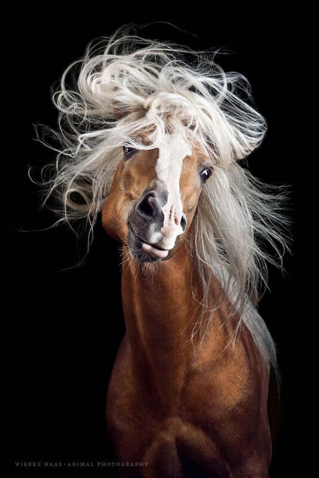Horsestyle-Haflinger-Pferdefotografie-Studio_Mozart_preview
