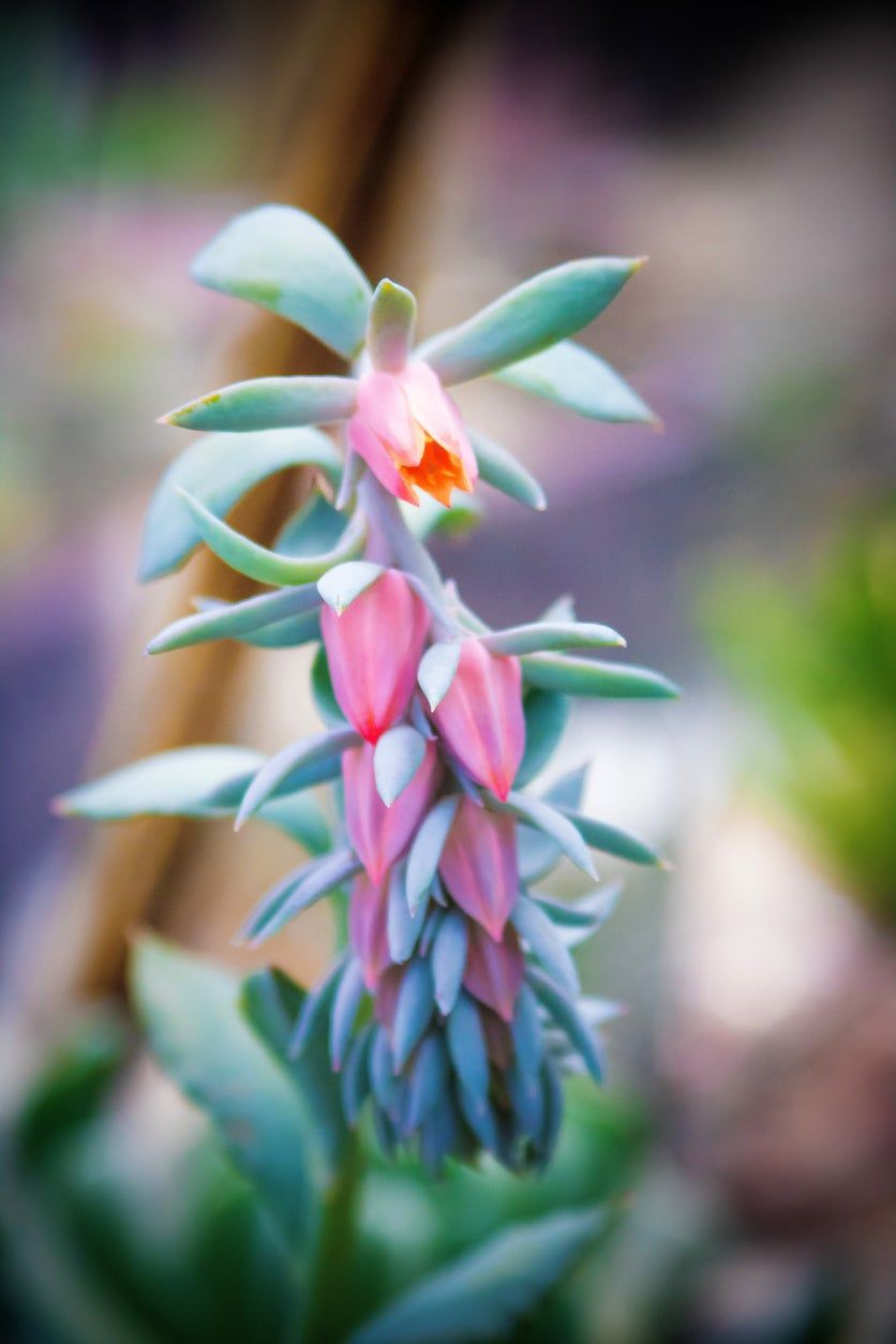 Flowering Succulent Plant