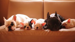 French bulldog family on couch