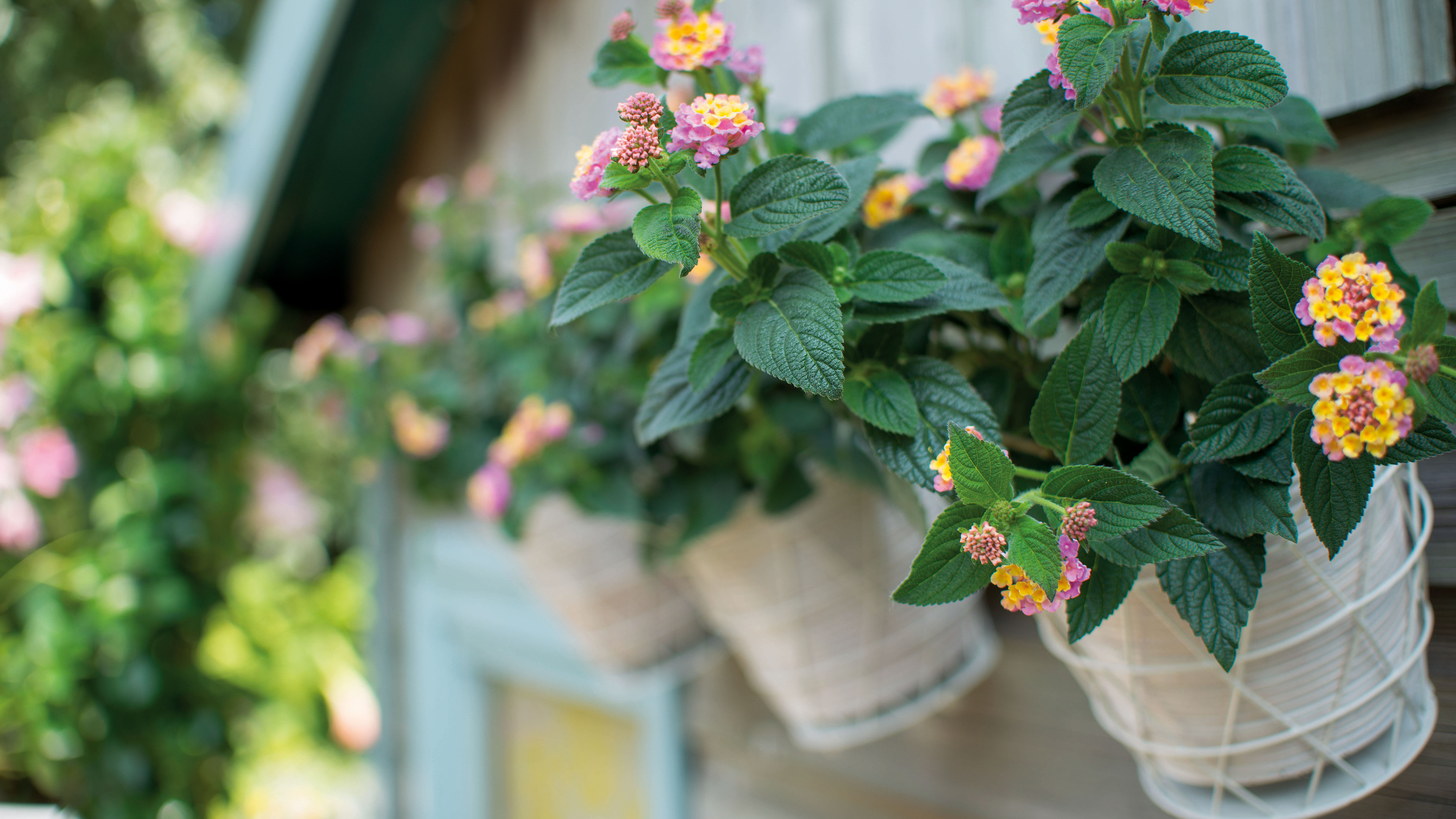 container gardening with hanging pots 2