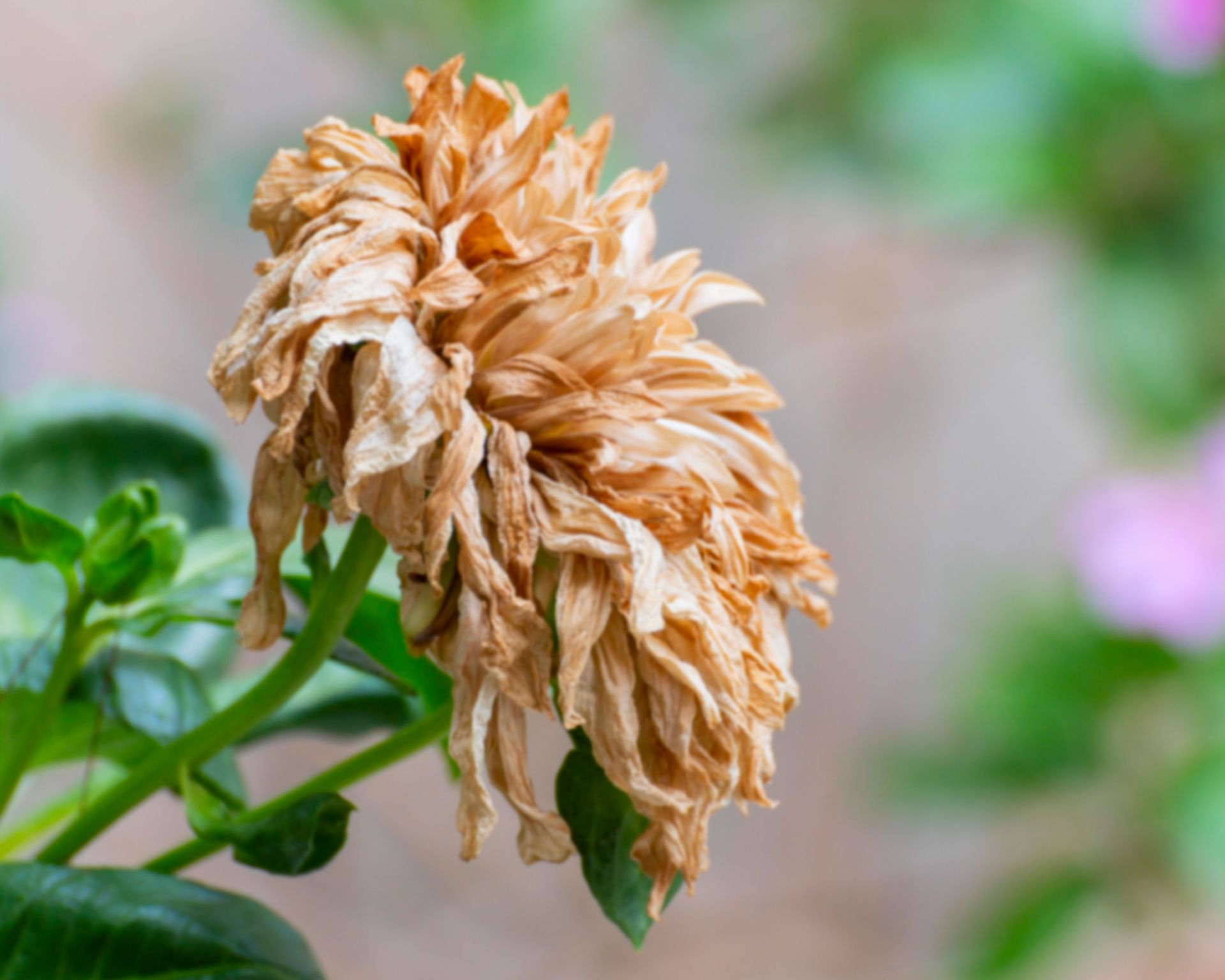 Deadheading dahlias what to do when your blooms fade Gardeningetc