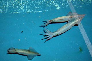 Larger male squid compete directly with other males (shown here) for mates, while smaller squid cheat.