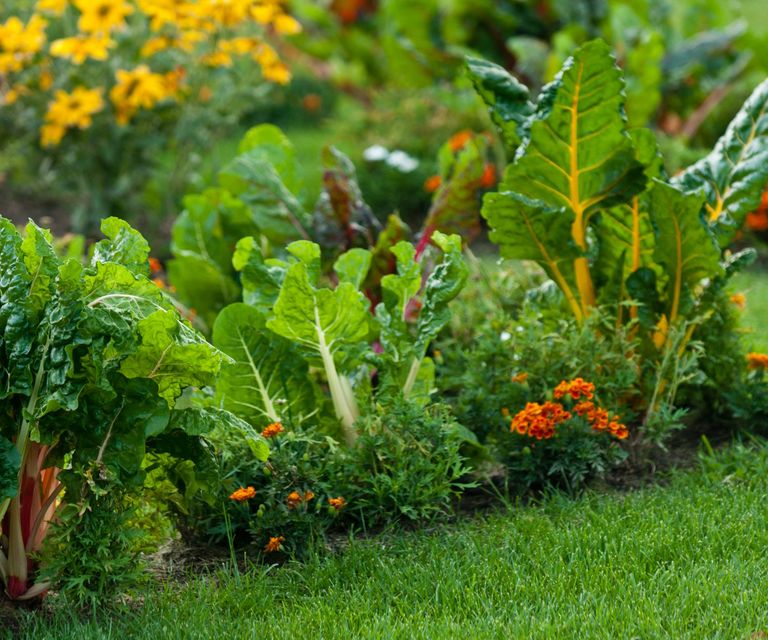 Tips for where to plant marigolds in a vegetable garden | Homes & Gardens