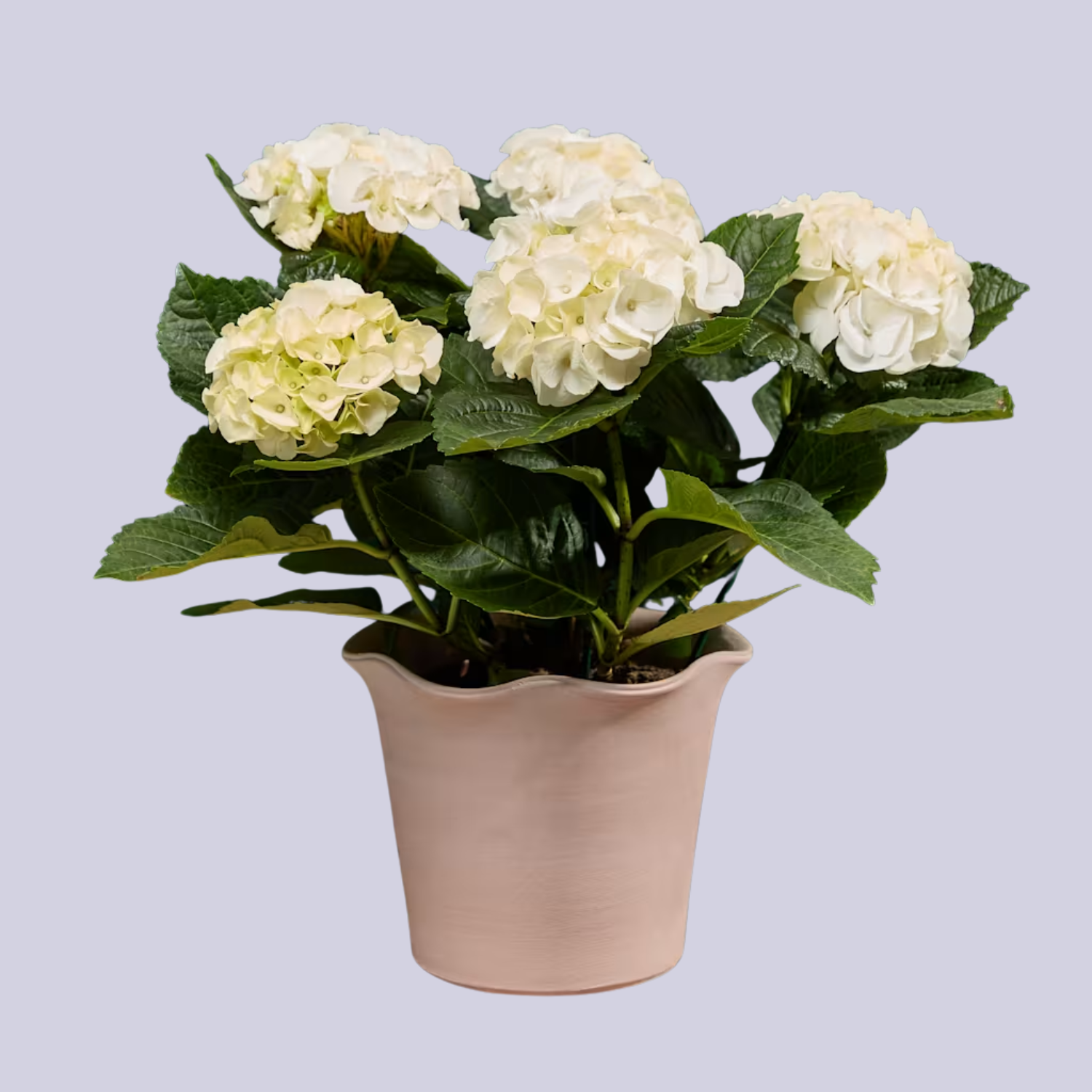 A potted white hydrangea plant
