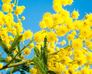 Acacia dealbata flowers against a blue sky