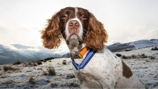 Springer Spaniel Max awarded with PDSA honour