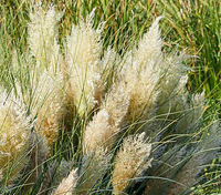 Cortaderia selloana 'Tiny Pampa' from Thompson &amp; Morgan