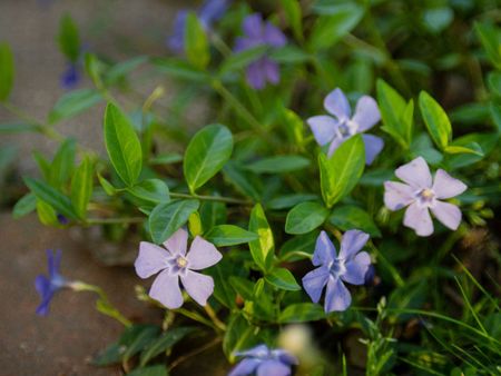 Vinca Vine With Purple Flowers