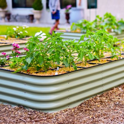 raised bed garden with drip irrigation