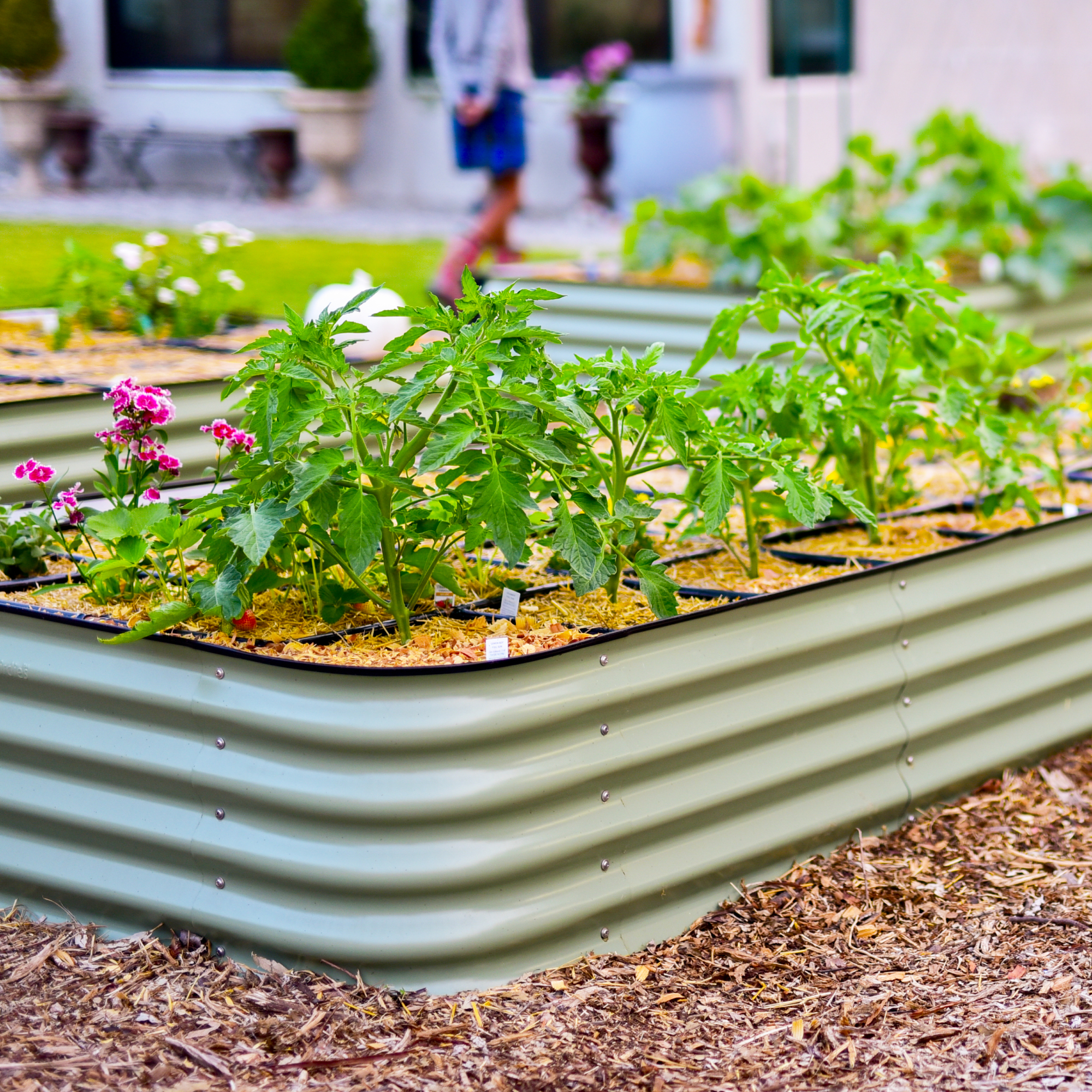 raised bed garden with drip irrigation 