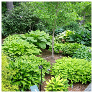 A patch of hostas