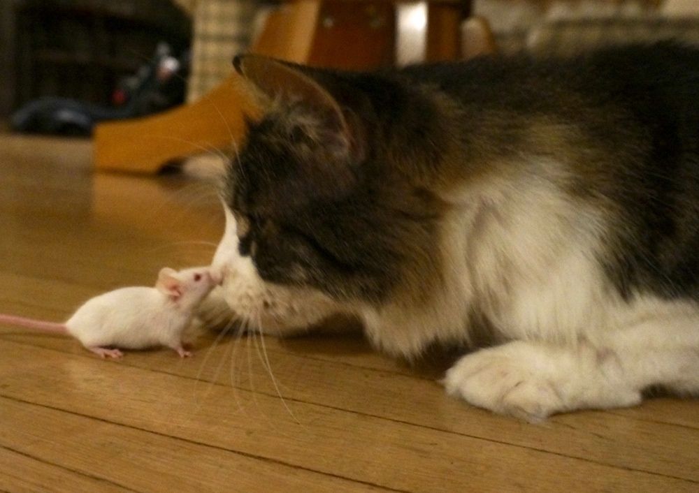 a cat and mouse on friendly terms