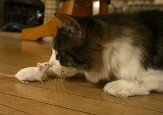 a cat and mouse on friendly terms