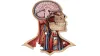 Dr. Livingston's Human Anatomy Jigsaw Puzzles: The Human Head