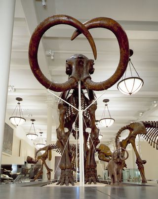 restene av en mammut.